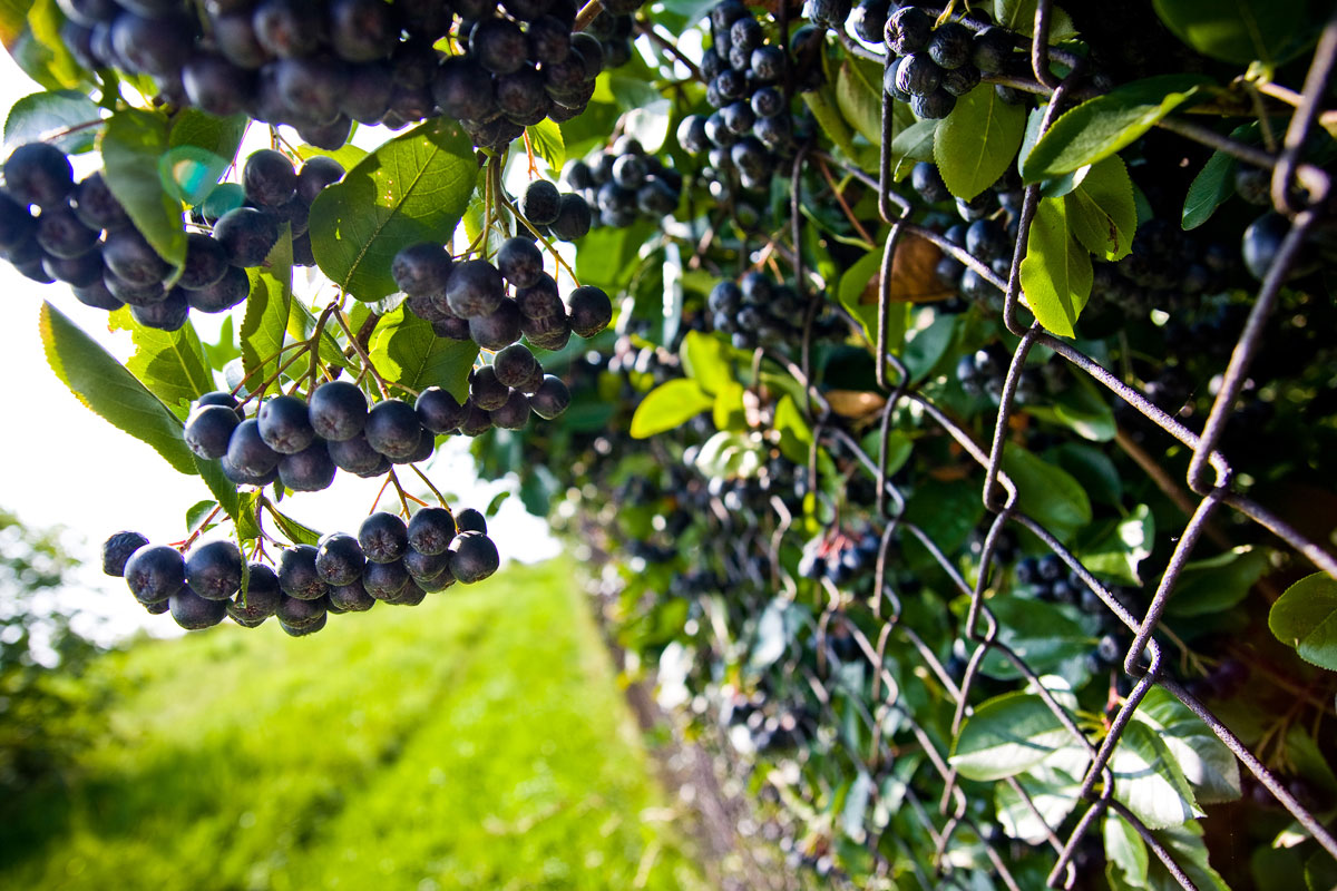 owoce aronii pod koniec lata na działce w Mogilanach