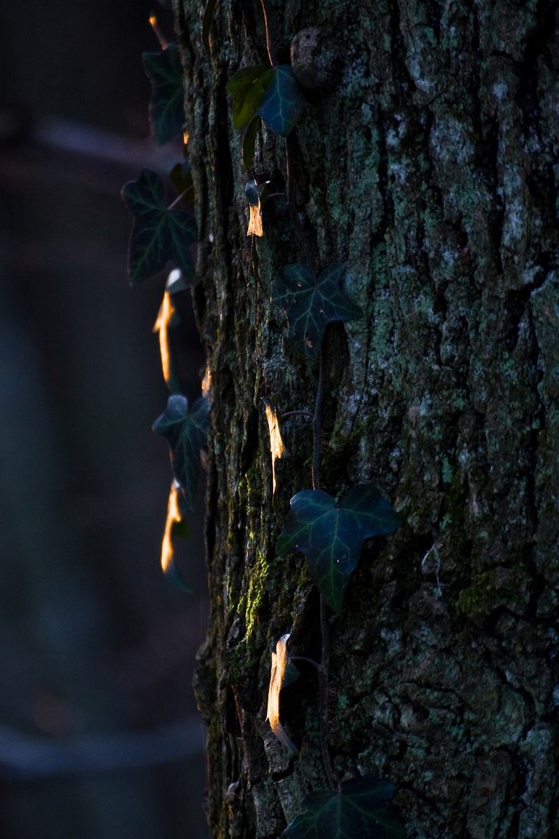 podświetlone liście bluszczu w Lesie Bronaczowa w lutym