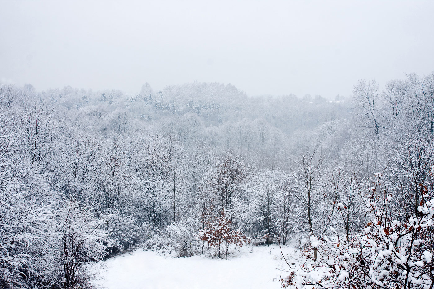 lasek bożyna w Mogilanach zimą