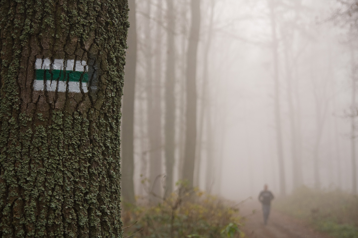 Las Bronaczowa jesienią - mgła i biegacz w tle