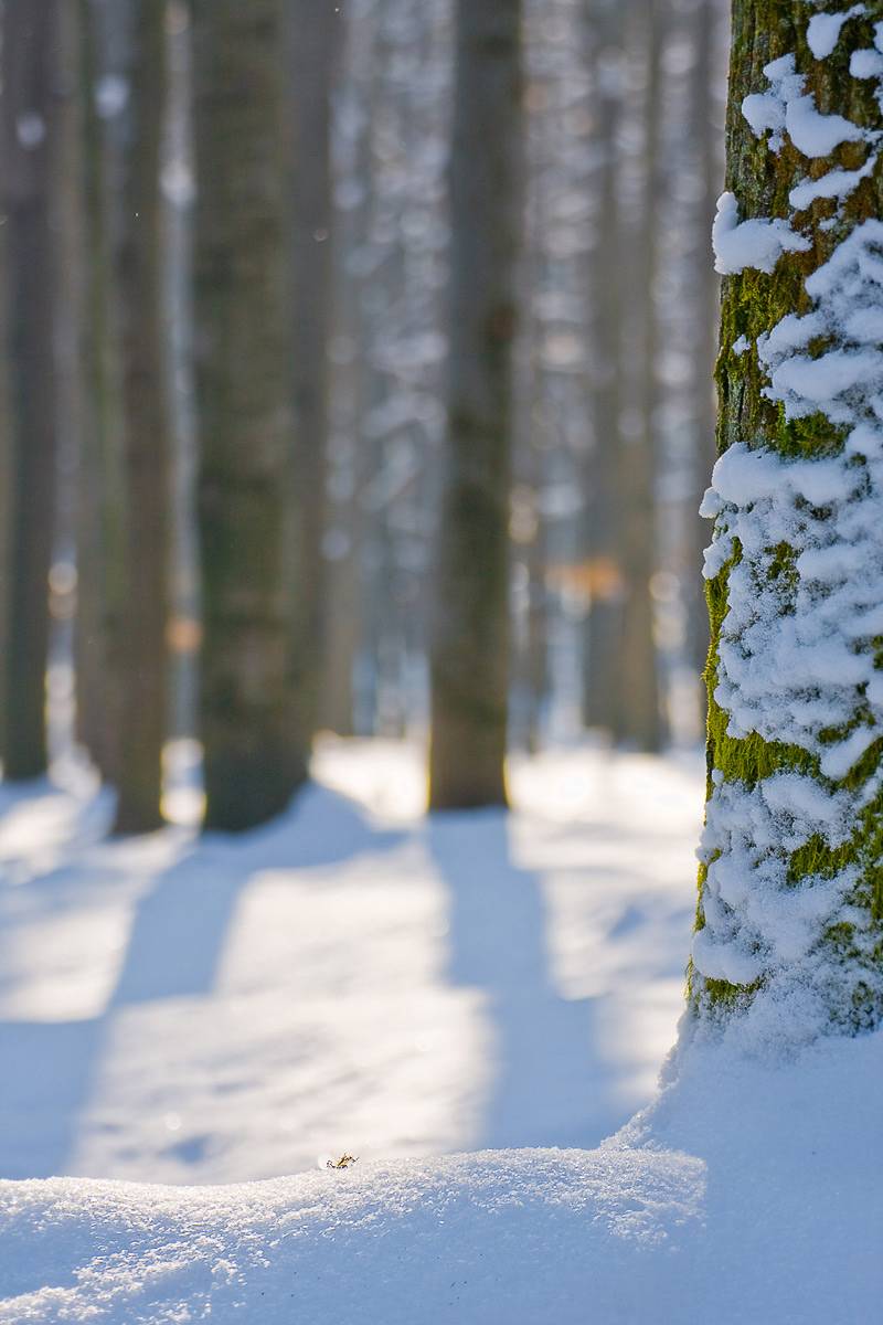 Las Bronaczowa w śnieżnych kolorach zimy