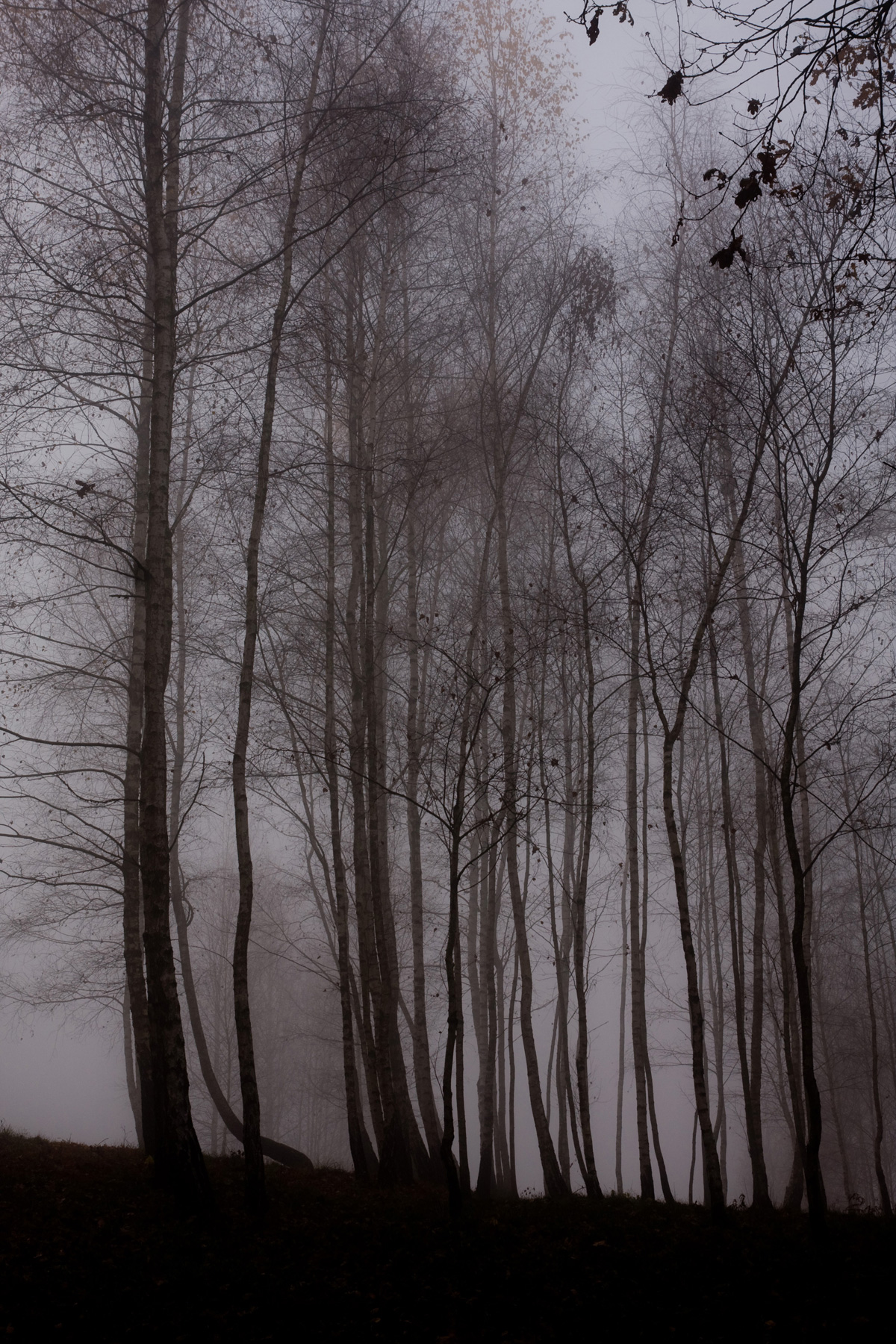 brzozy we mgle pod lasem Bronaczowa