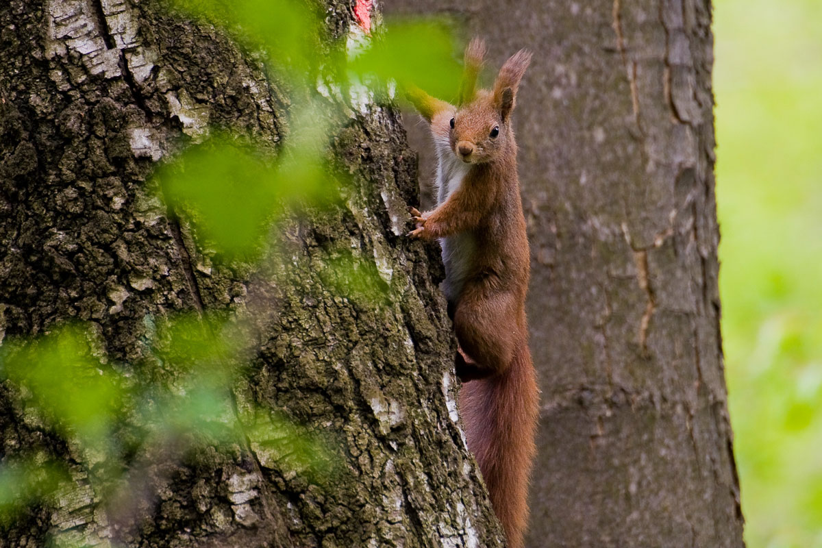 Wiewiórka w Rezerwacie Cieszynianka