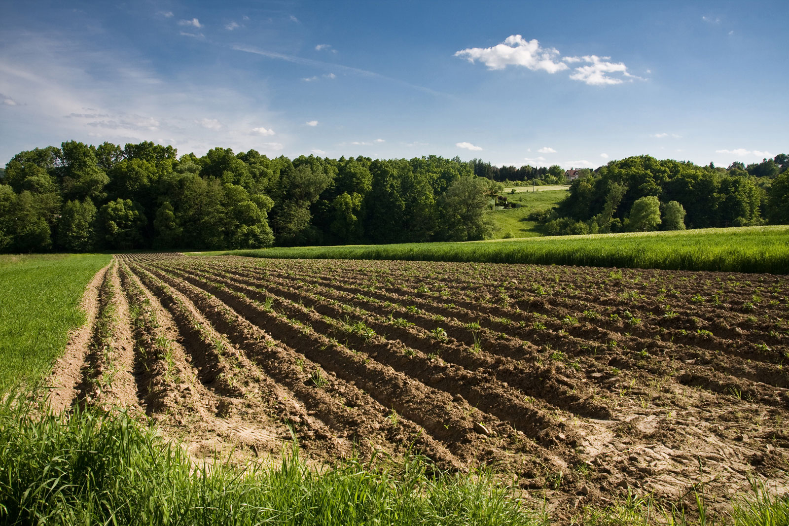 Gaj w małopolskiej Gminie Mogilany - rolnictwo, pola upraw w maju