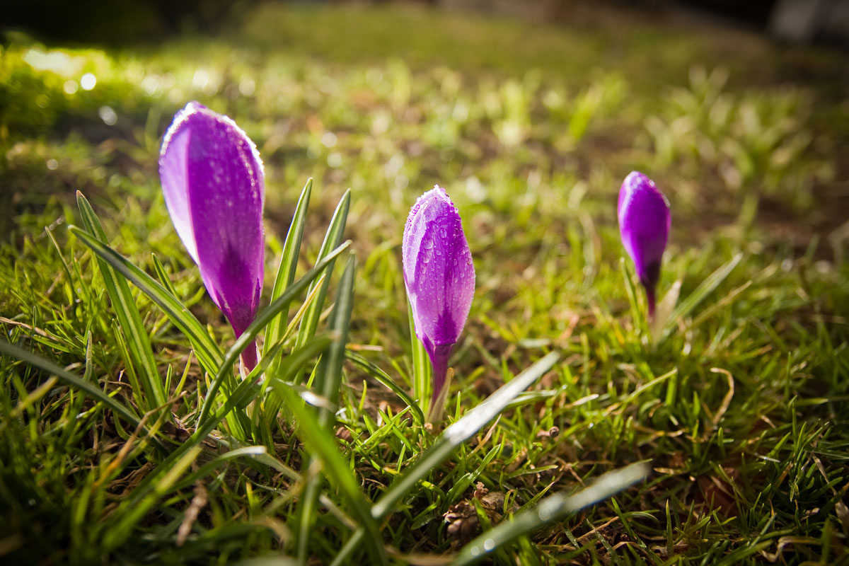 marcowe krokusy na wiosnę w Mogilanach