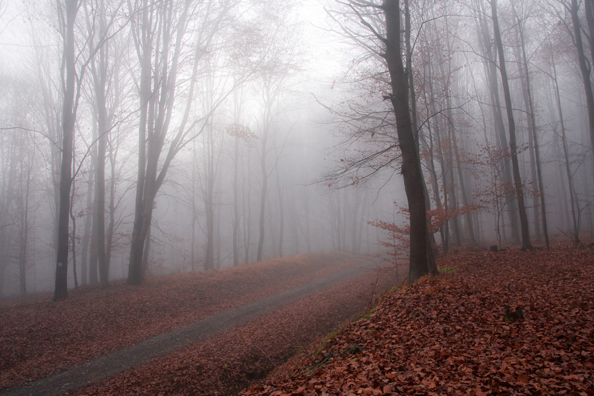mgła w Lesie Bronaczowa na rozstaju dróg