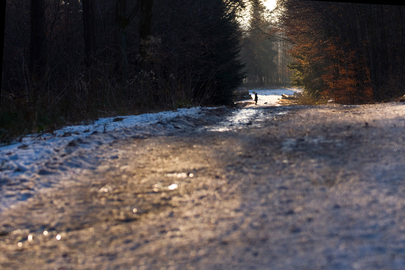 odwilż po zimie - spacer z pieskiem po Lesie Bronaczowa
