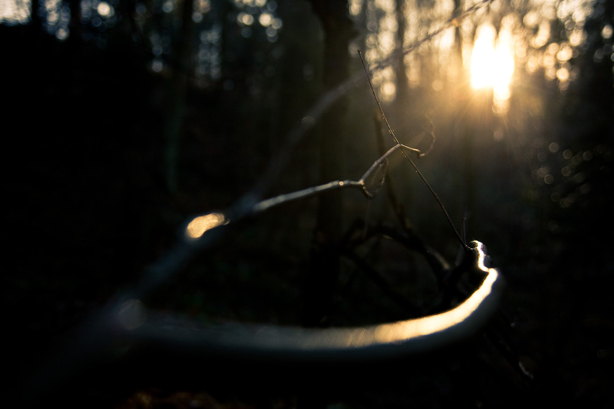 gałązka w lesie na tle zachodzącego słońca w lasku Bożyna Mogilany Podstyrze