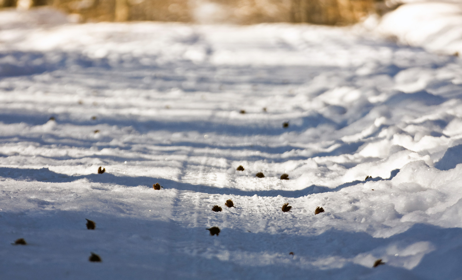 łupiny kasztanowców na śniegu w Bronaczowej zimą