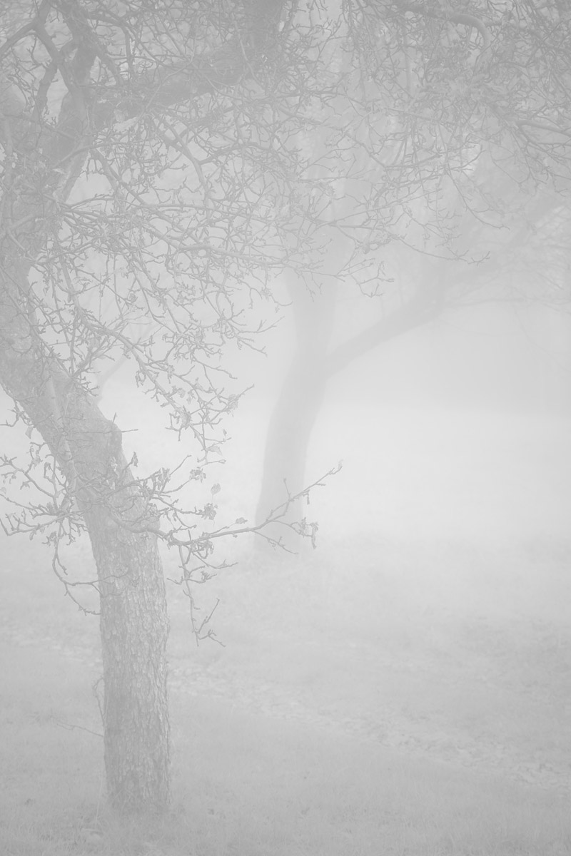 mgła jesienna w mogilańskim sadzie i ogrodzie z jabłoniami