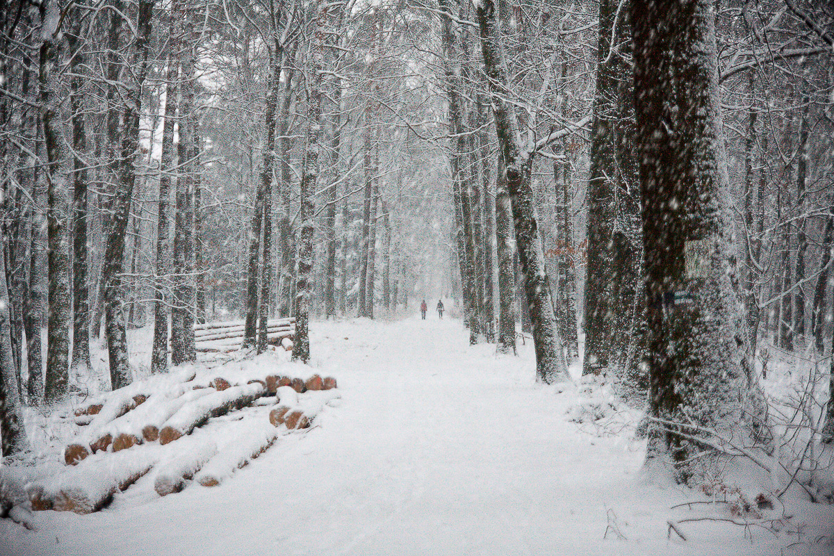 las bronaczowa w Mogilanach zimą