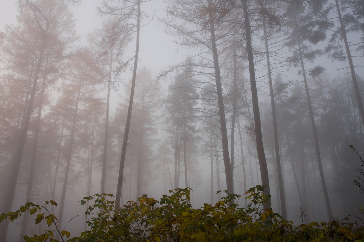 jesienna mgła w Bronaczowej - Mogilany