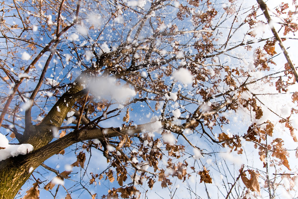 Mogilany zima - opady śniegu z drzewa