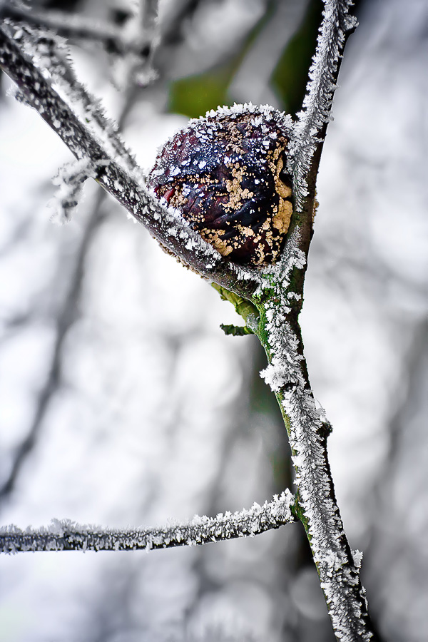 zima w Mogilanach - szron w sadzie