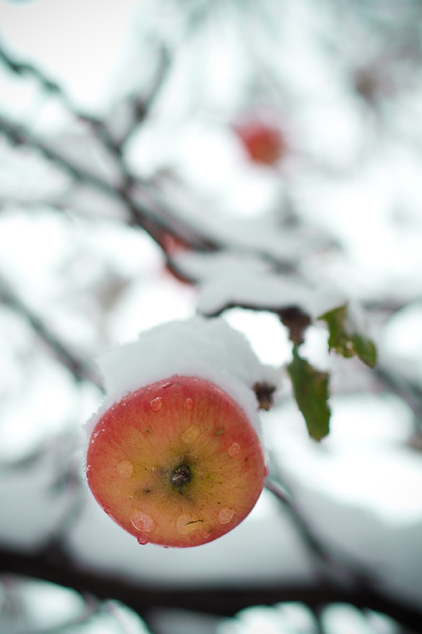 Jabłoń przysypana śniegiem w Mogilanach
