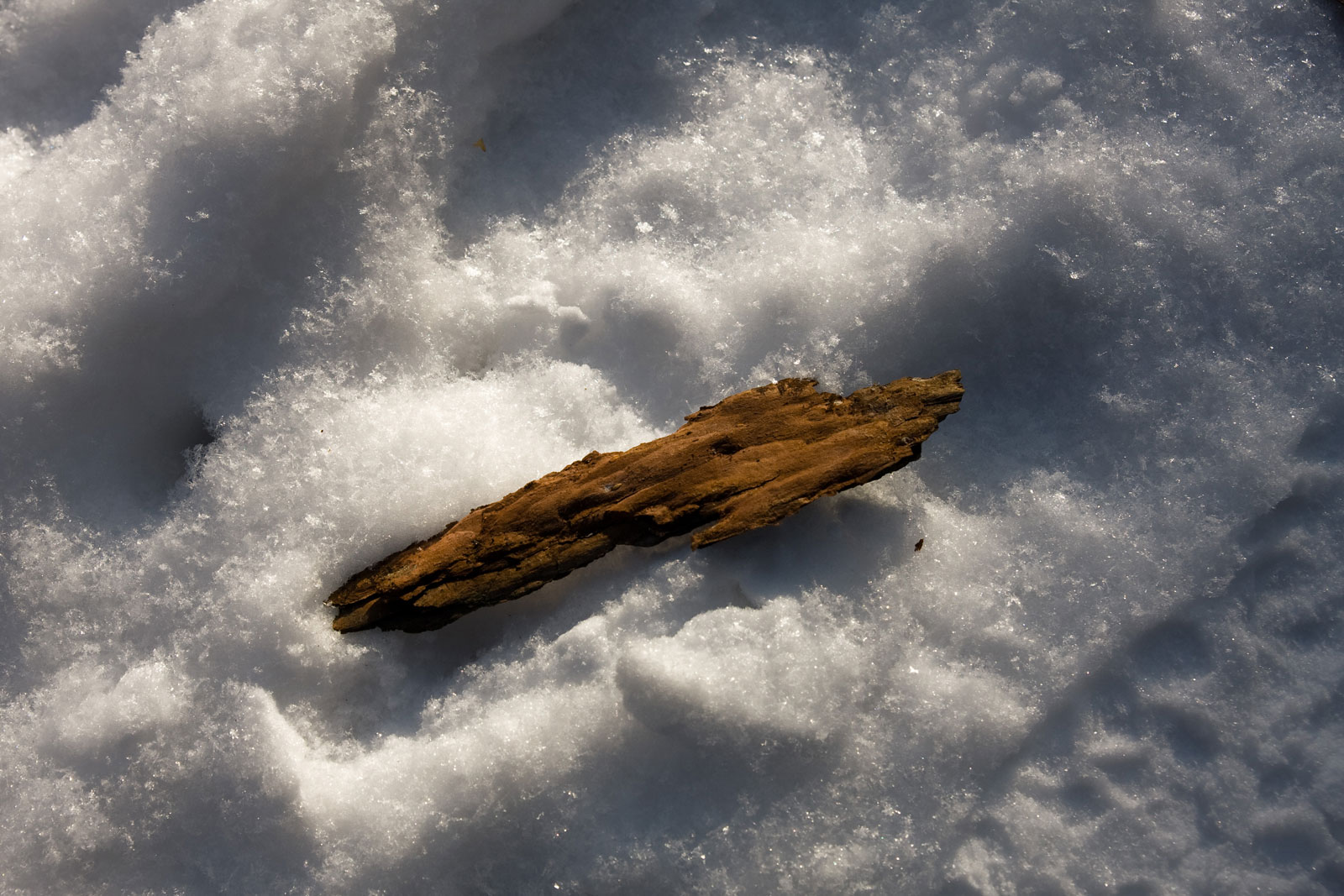 kawałek pruchna na śniegu w Lesie Bronaczowa od strony Mogilan