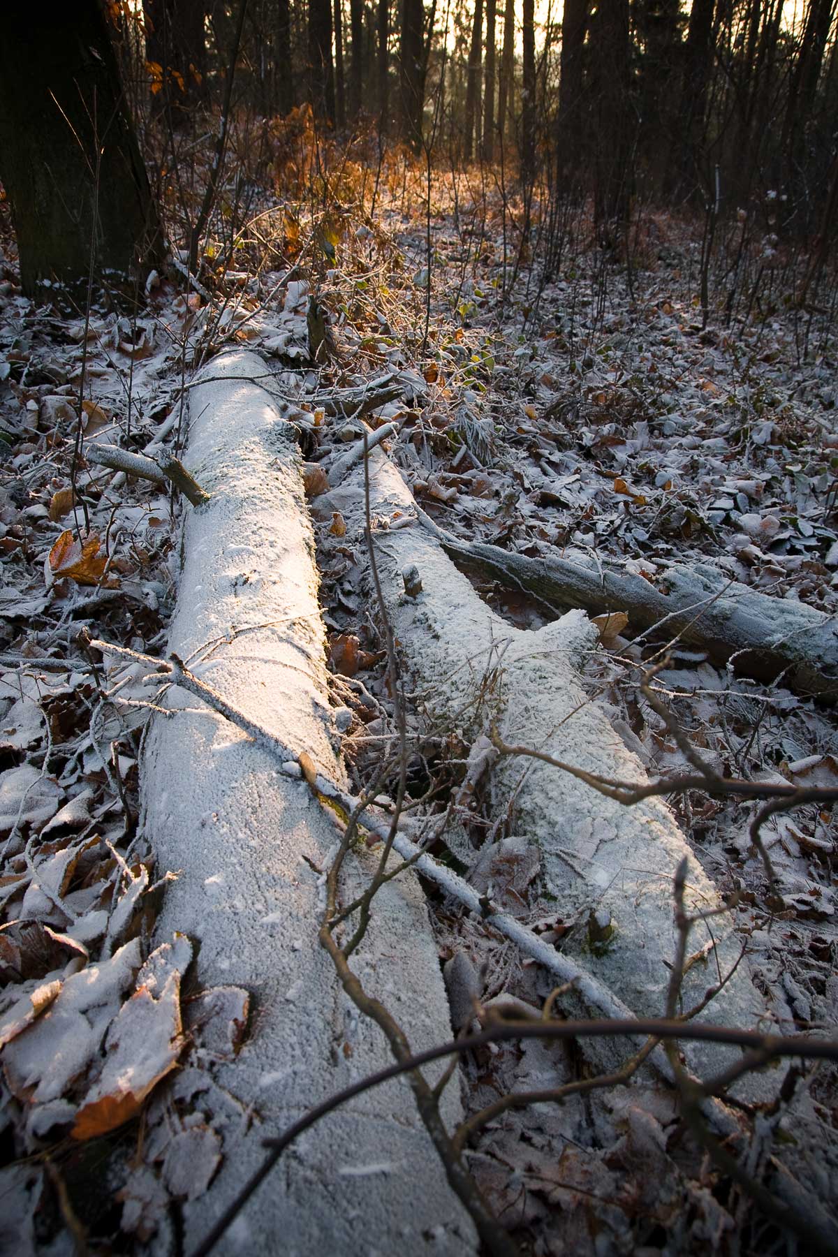 Las Pański - część Bronaczowej zimą od strony Mogilan