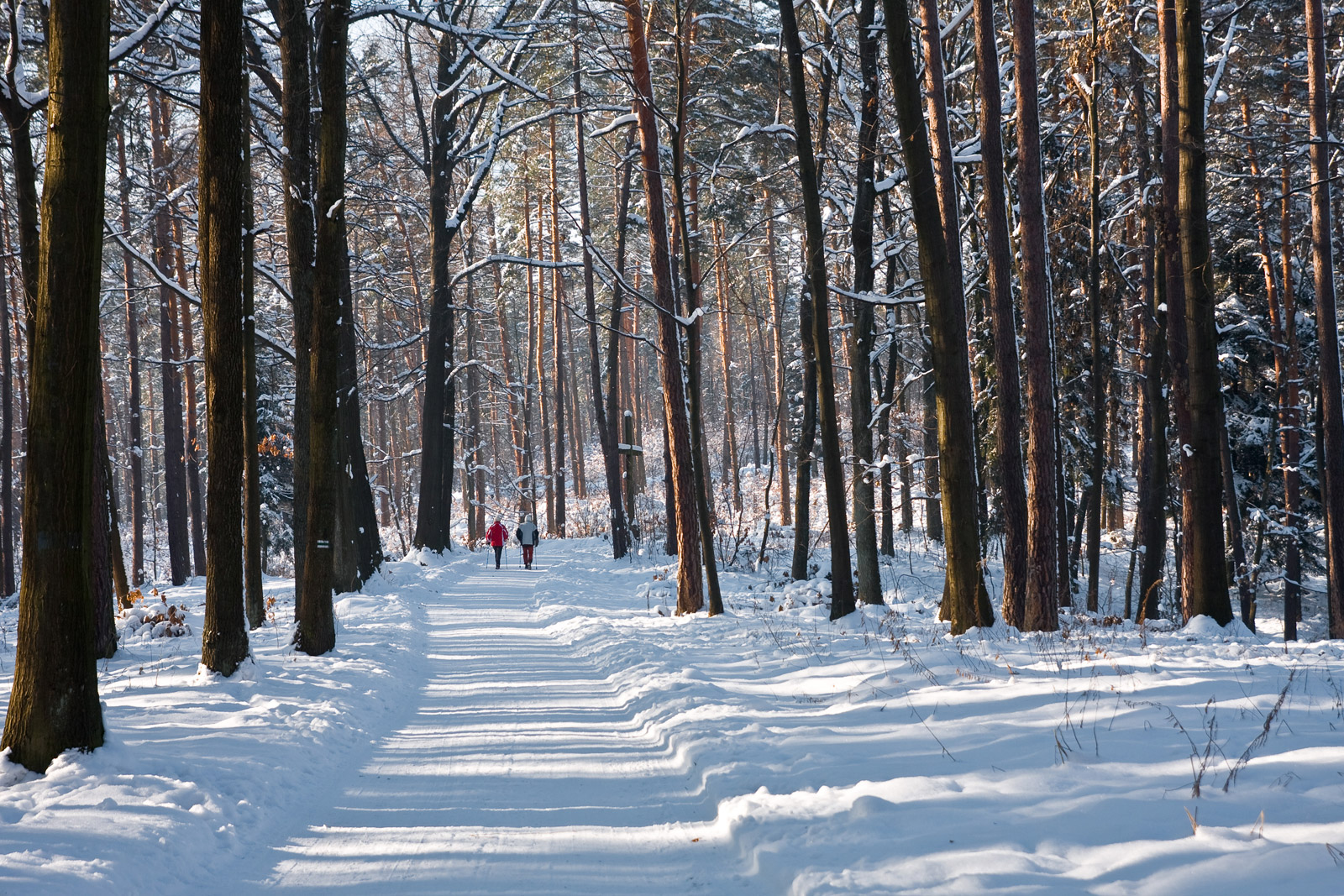relaksacyjny spacer szlakiem turystycznym w słoneczny zimowy dzień w Lesie Bronaczowa w okolicach miejscowości Mogilany