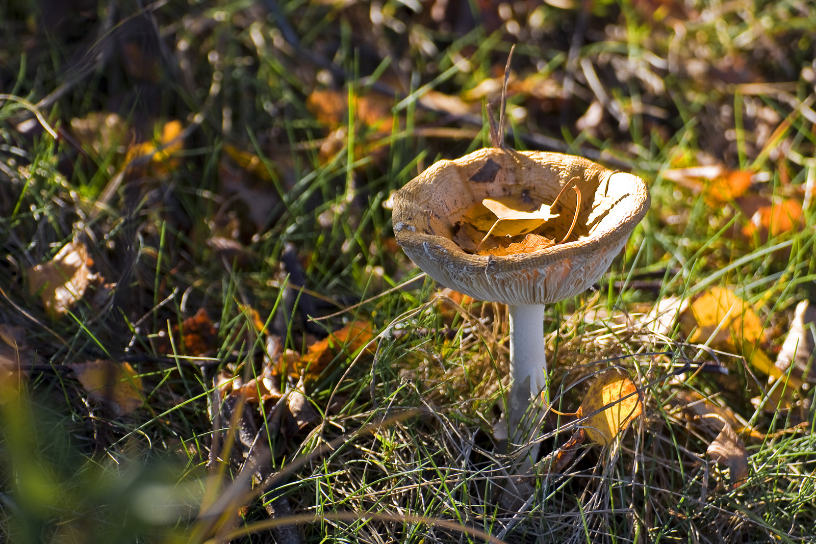 grzyb trujący muchomor plamisty jesienią w Mogilanach