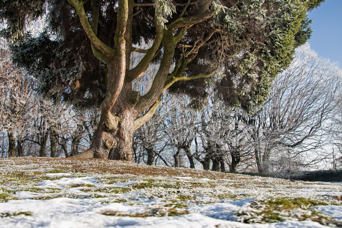 ogród włoskim parku w Mogilanach zimą