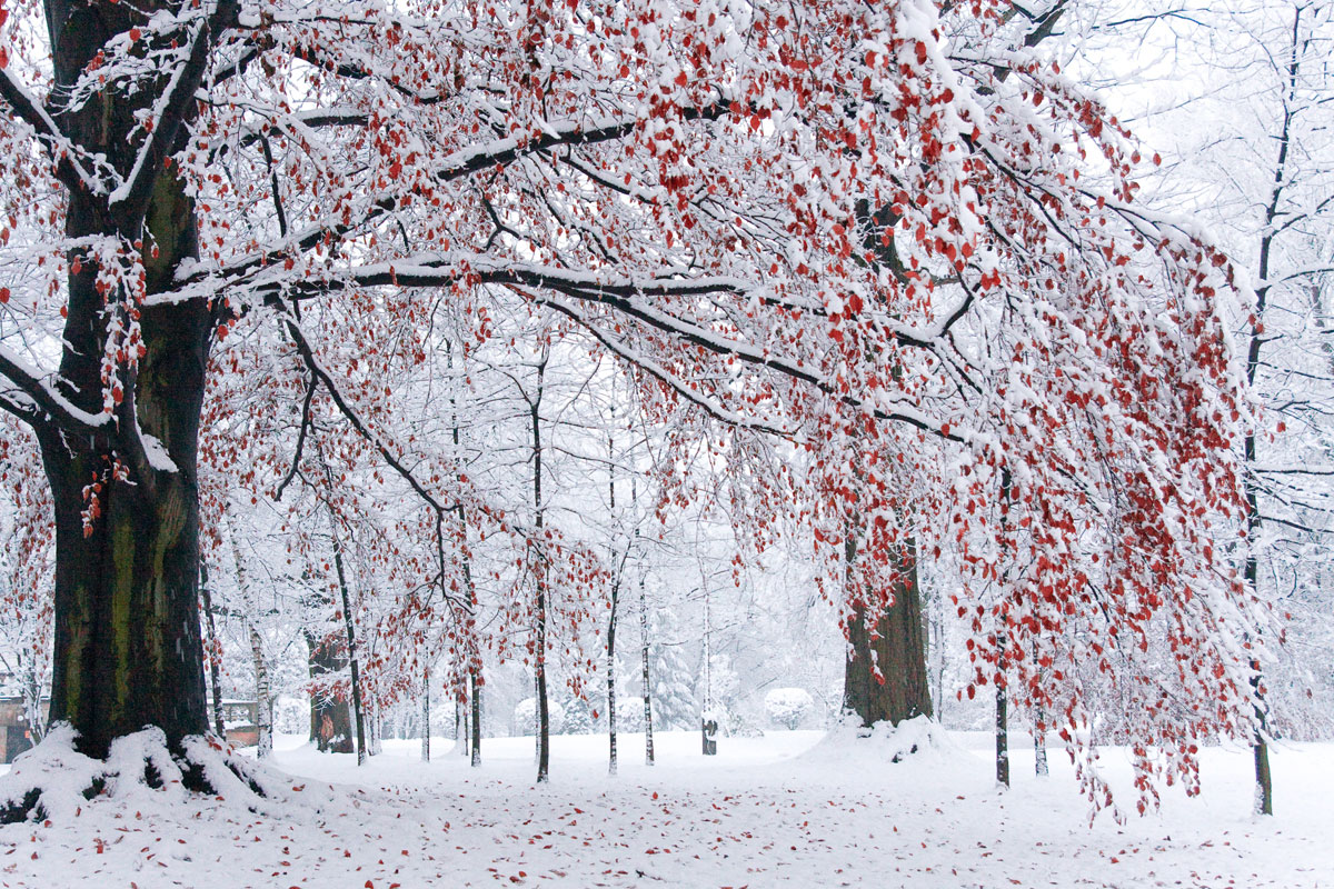 Park w Mogilanach zimą