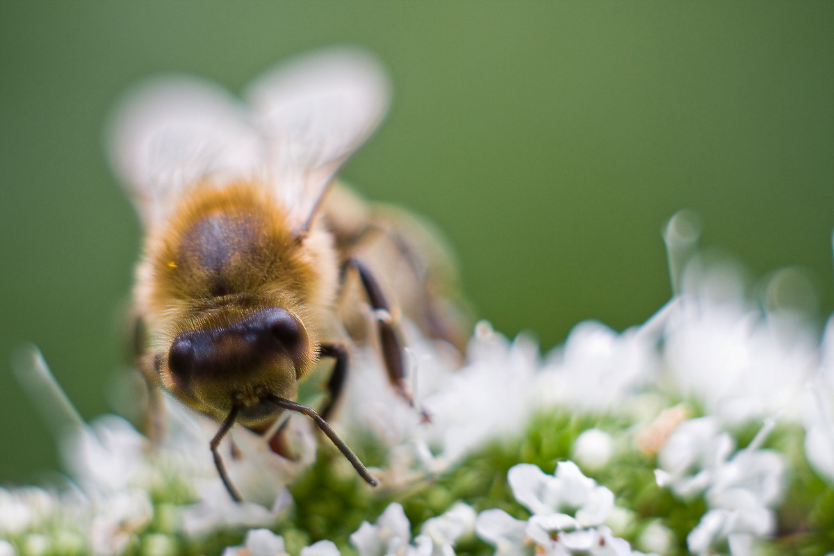 pszczoła na kwiecie mięty