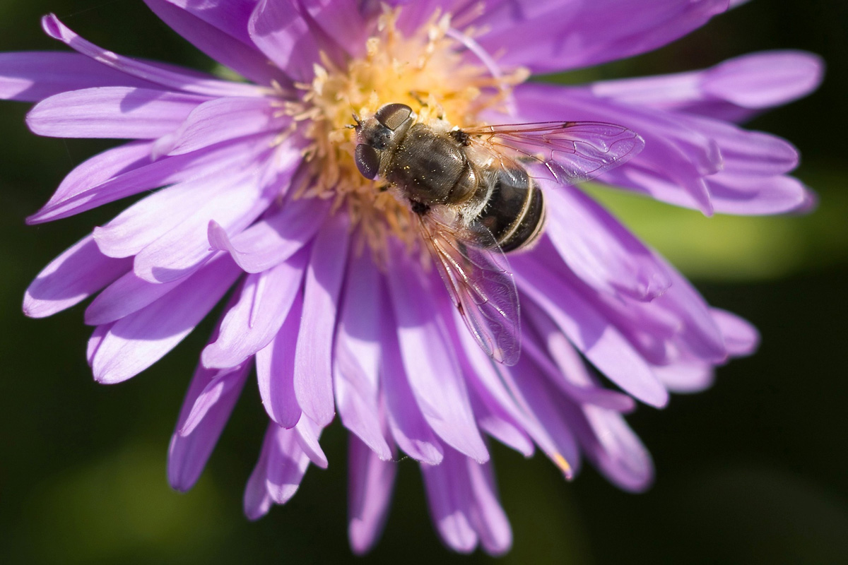 pszczoła wiosną w Mogilanach