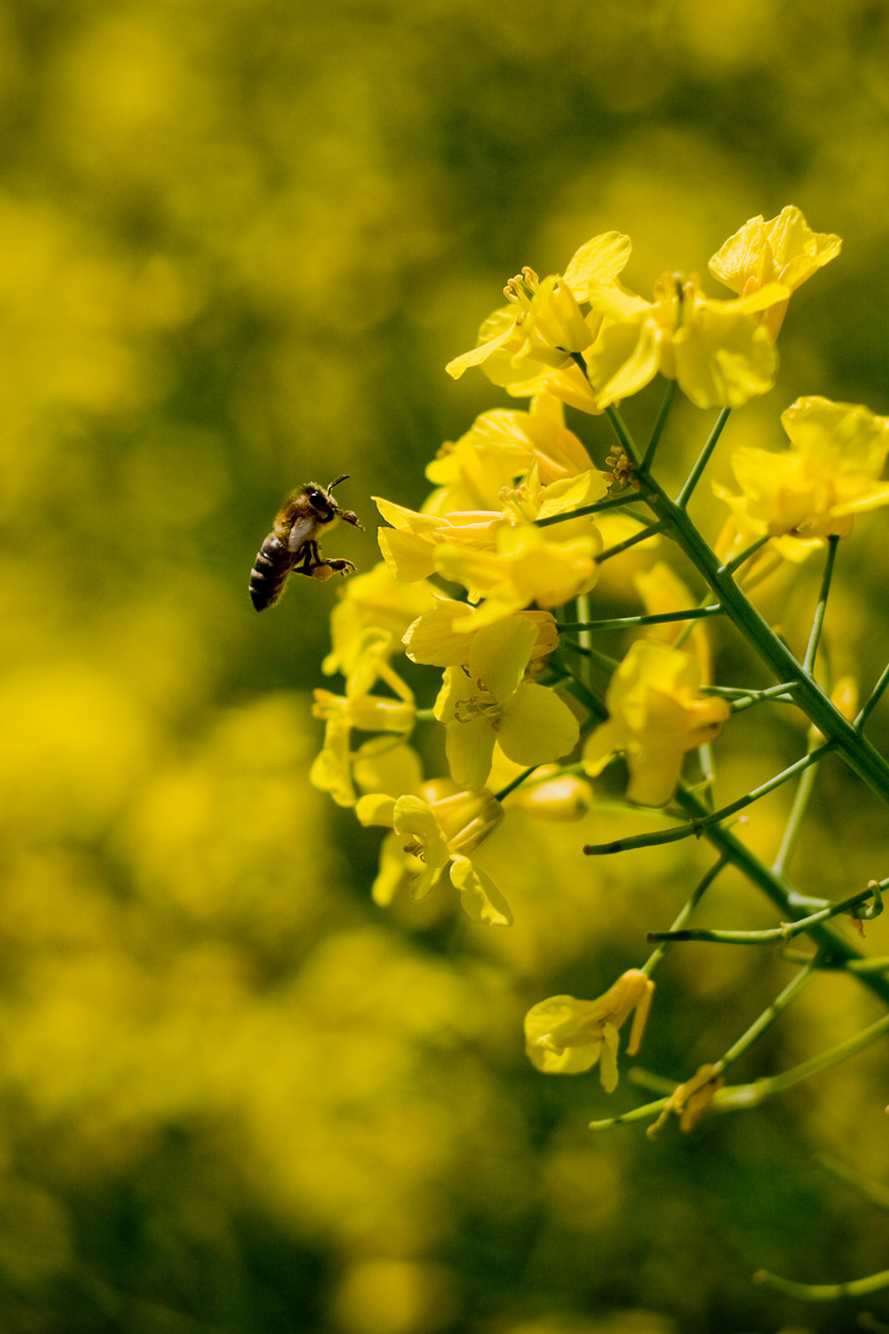 pszczoła zapylająca kwiat rzepaku wiosną na majówkę