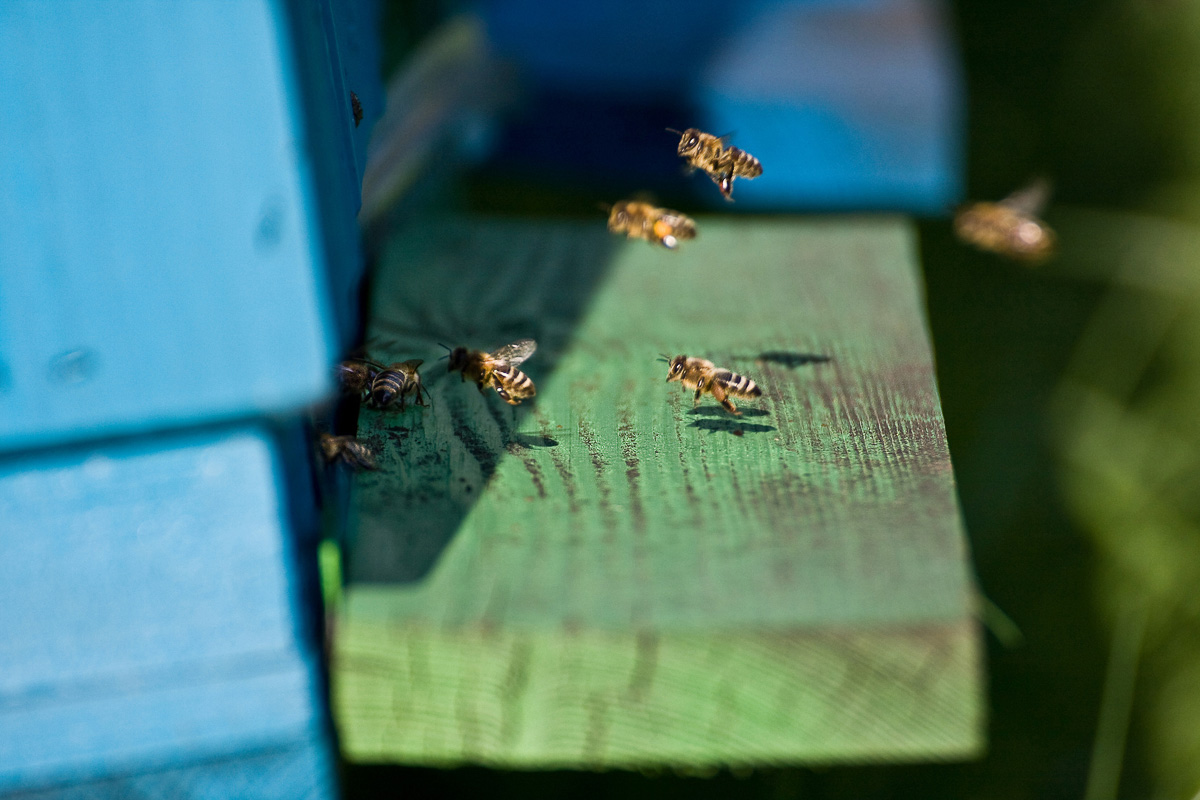 pszczoły ladujące na podeście pezed ulem