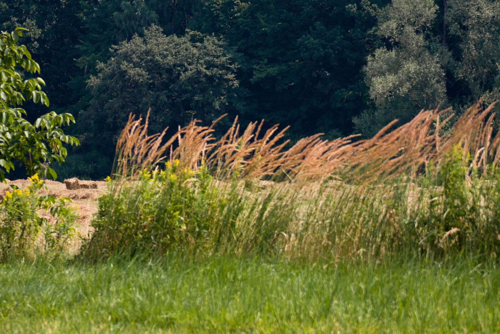 kostki siana w polach na tle letnich wysokich traw