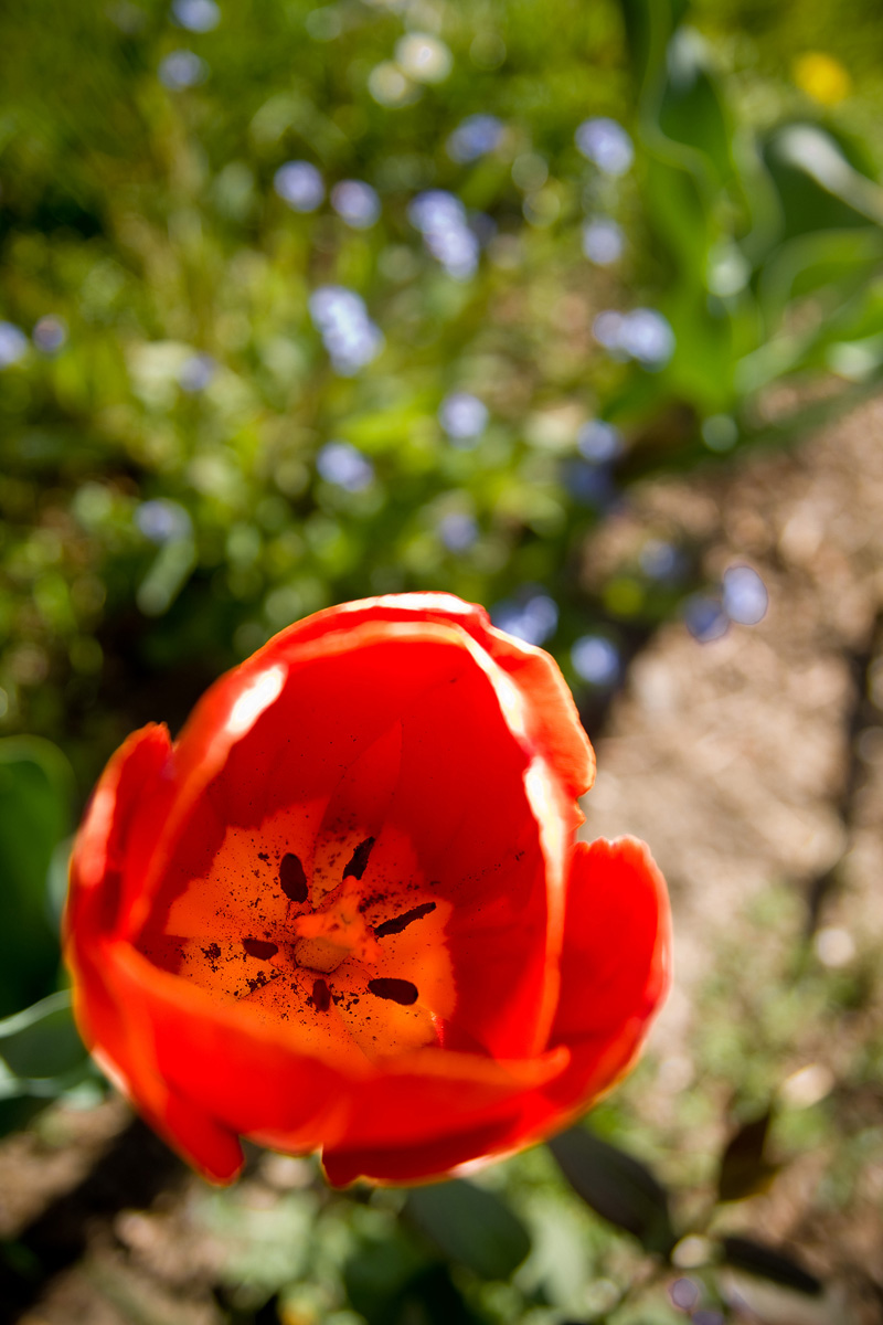 pęciki w kielichu tulipana