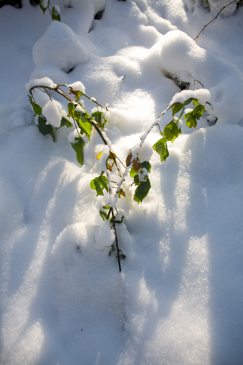 liście cierni zimą w Mogilanach
