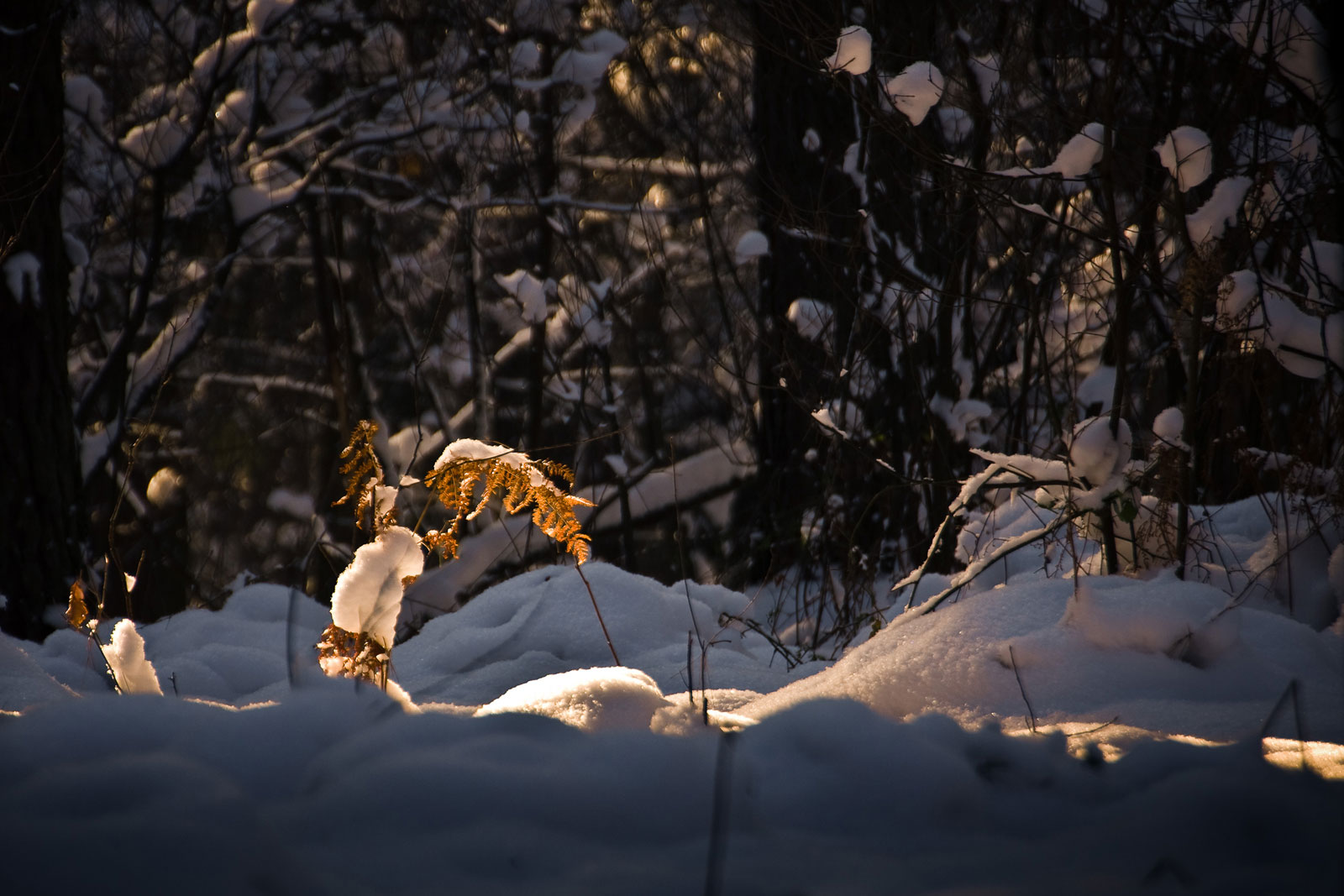oświetlona paproc w Lesie Bronaczowa zimą