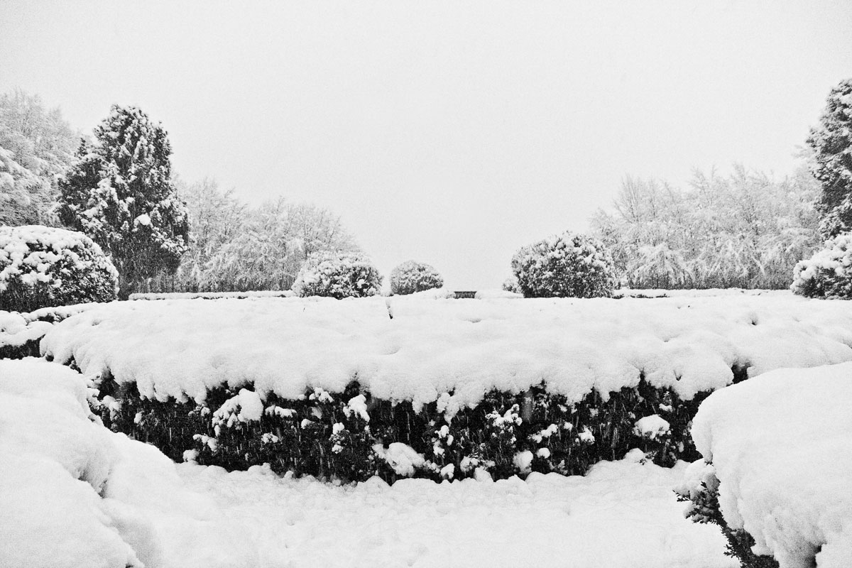 ogród w parku w Mogilanach zimą - bukszpan przykryty śniegiem