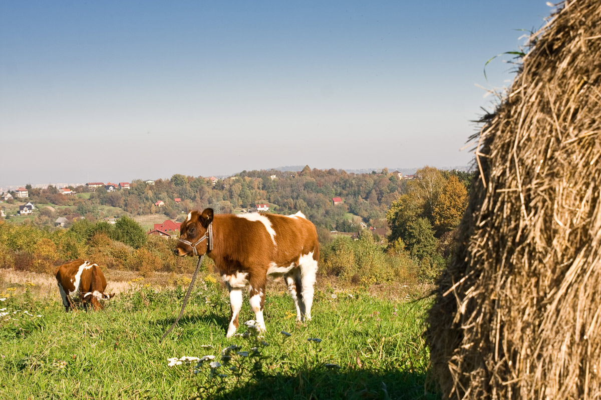 krowy na wypasie w Chorowicach