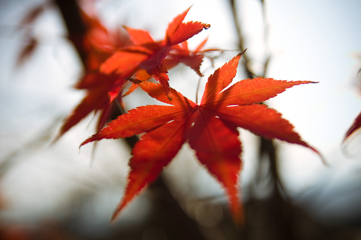 Jesień w Mogilanach - czerowone liście