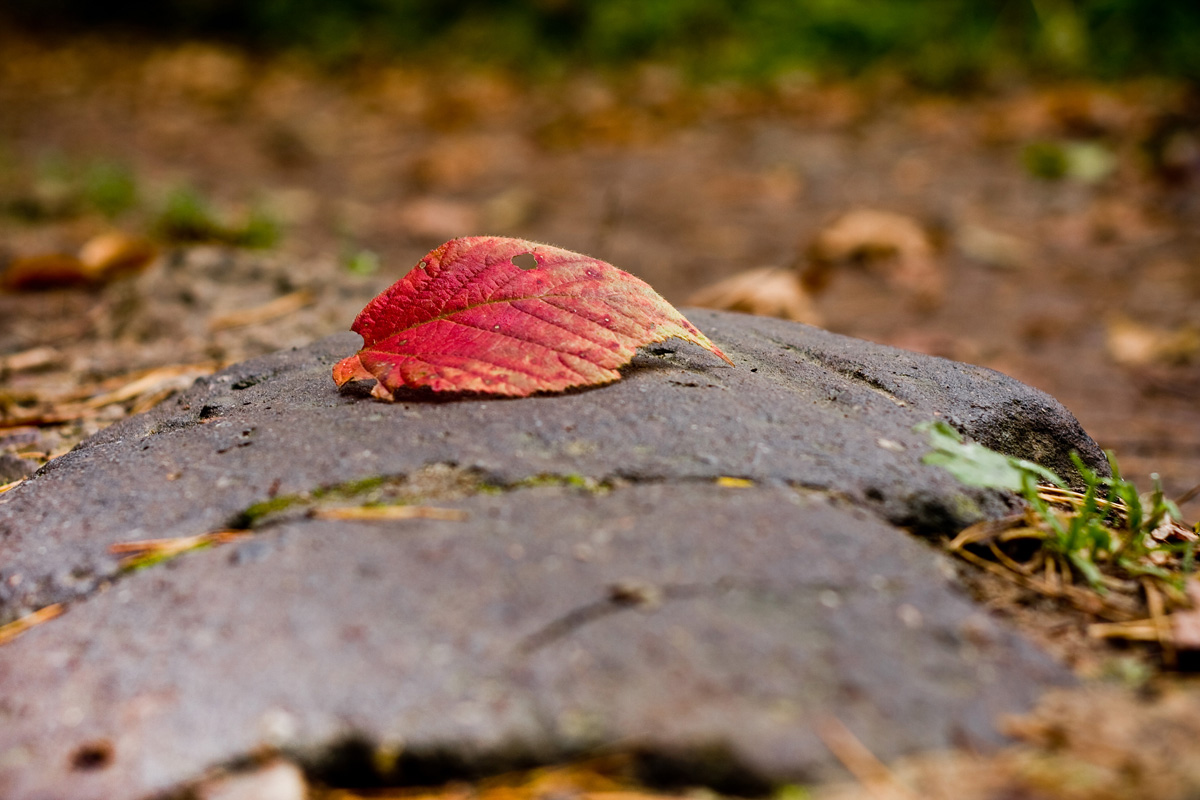 jesienny liść na głazie