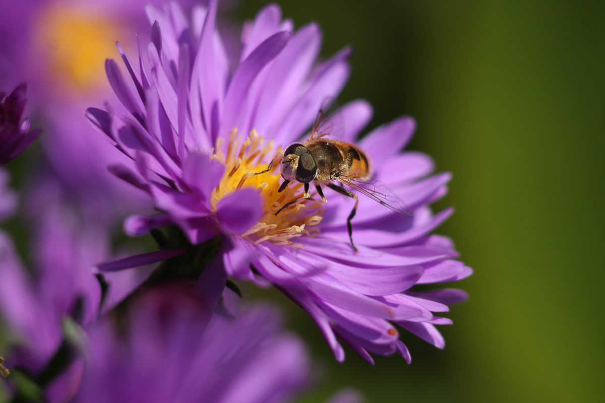 pszczoła - jupiter 135 mm f3.5