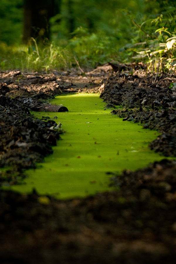 zielona kałuża w lasku Dębina w Mogilanach