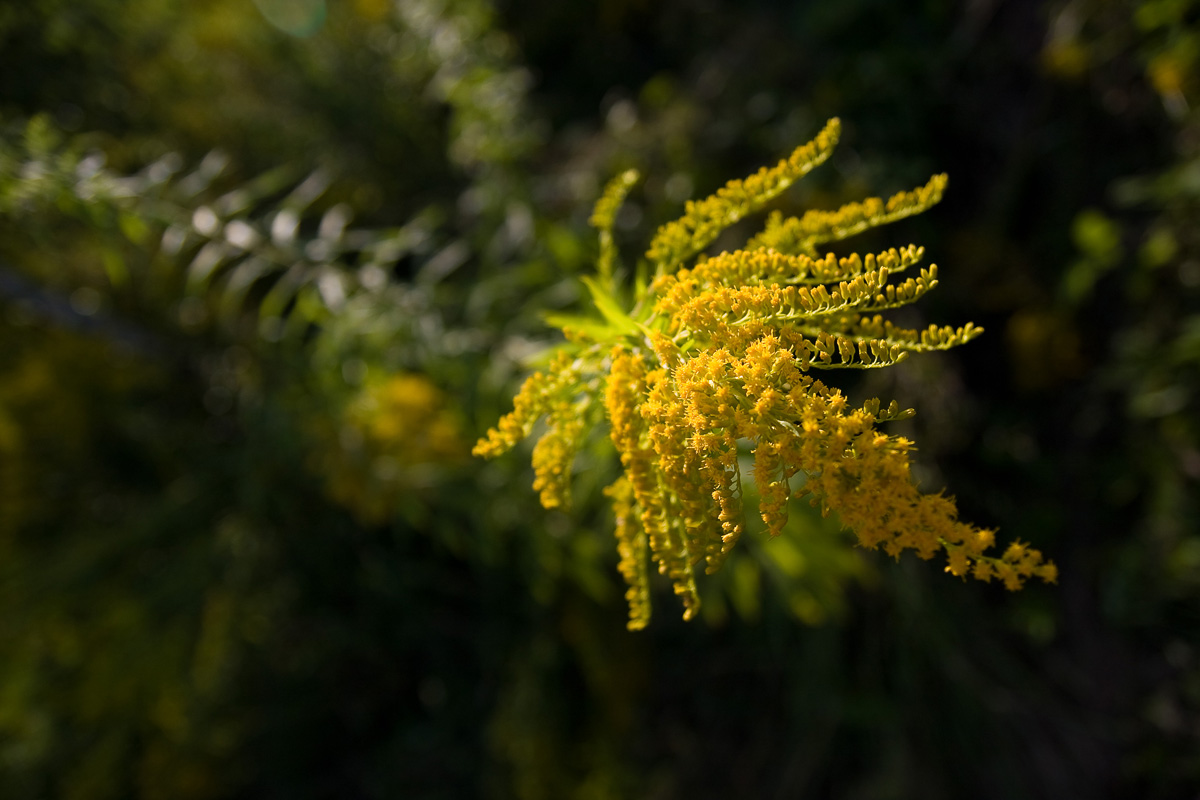 mimoza nawołć złocień kwitnący w sierpniu latem w Mogilanach