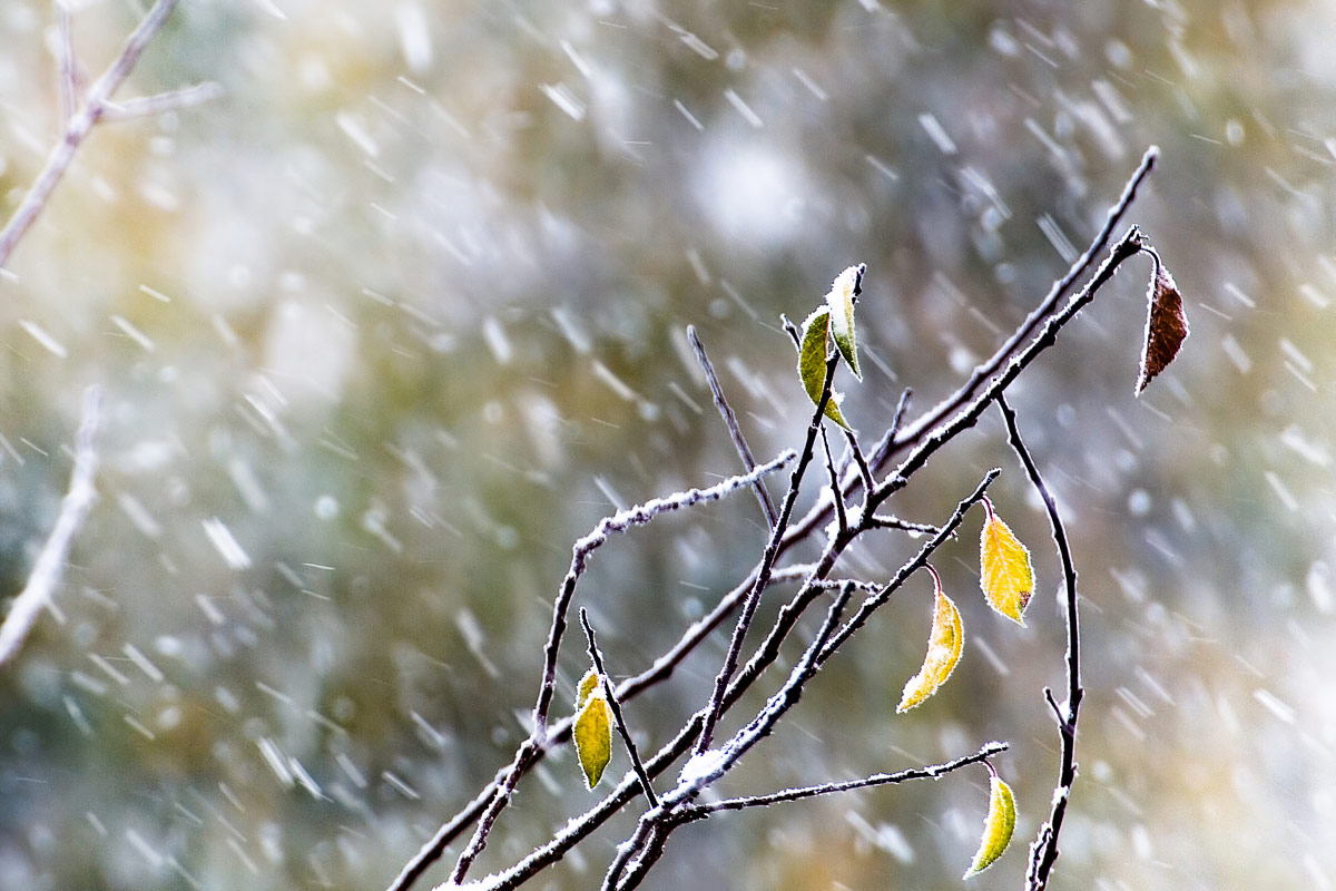 liście podczas opadów śniegu w Mogilanach