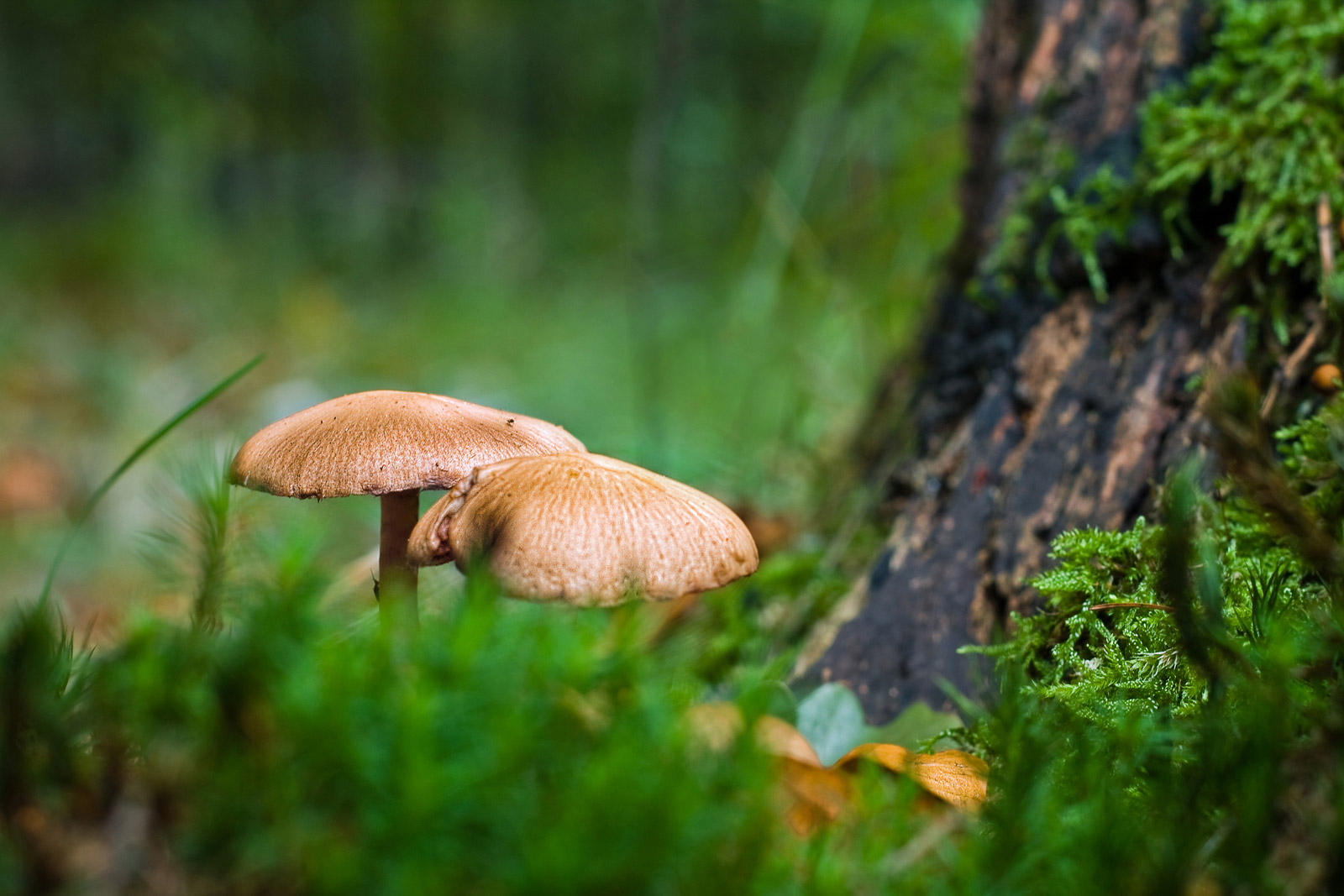 kapelusze maślanki w lesie Bronaczowa w Mogilanach jesienią w ściólce