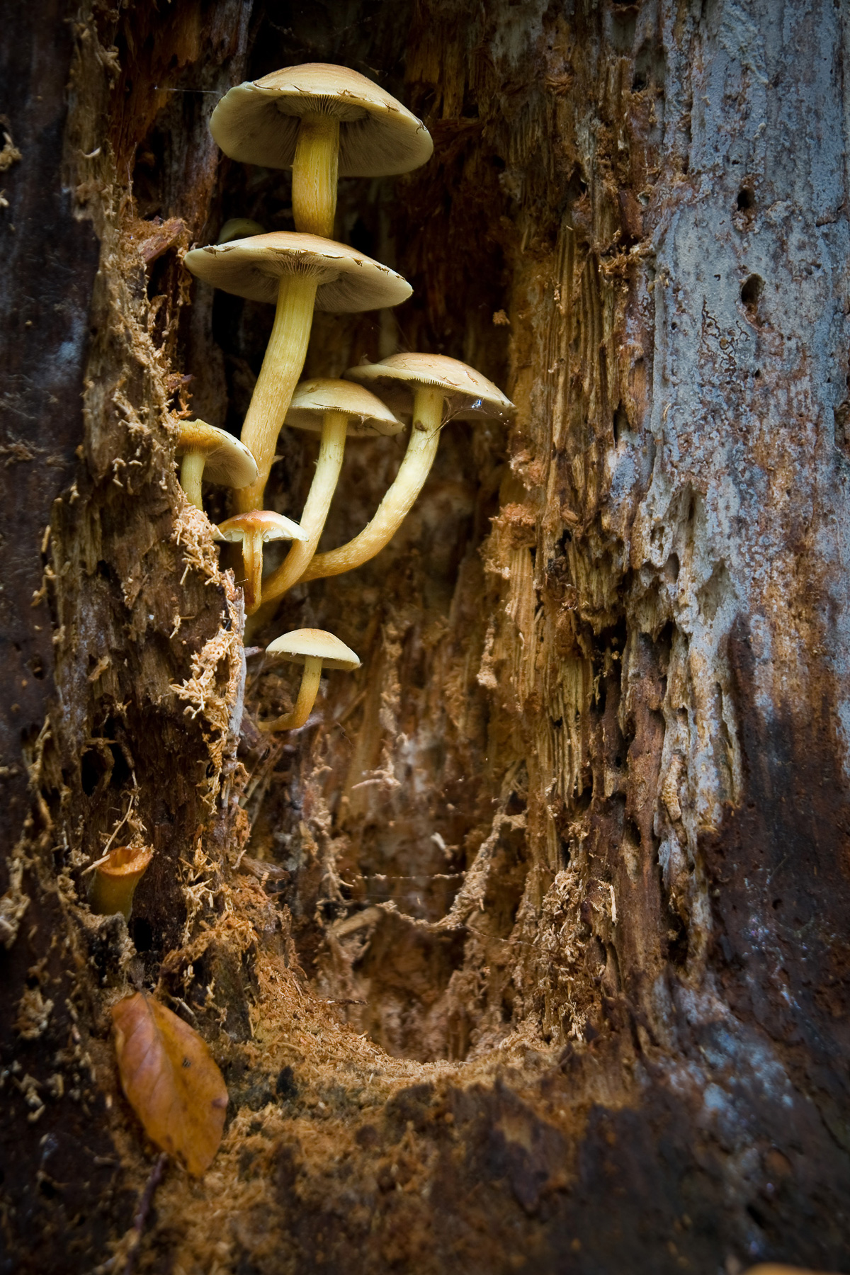 maślanka wiązkowa w lesie Bronaczowa - grzyb podobny do opieńki