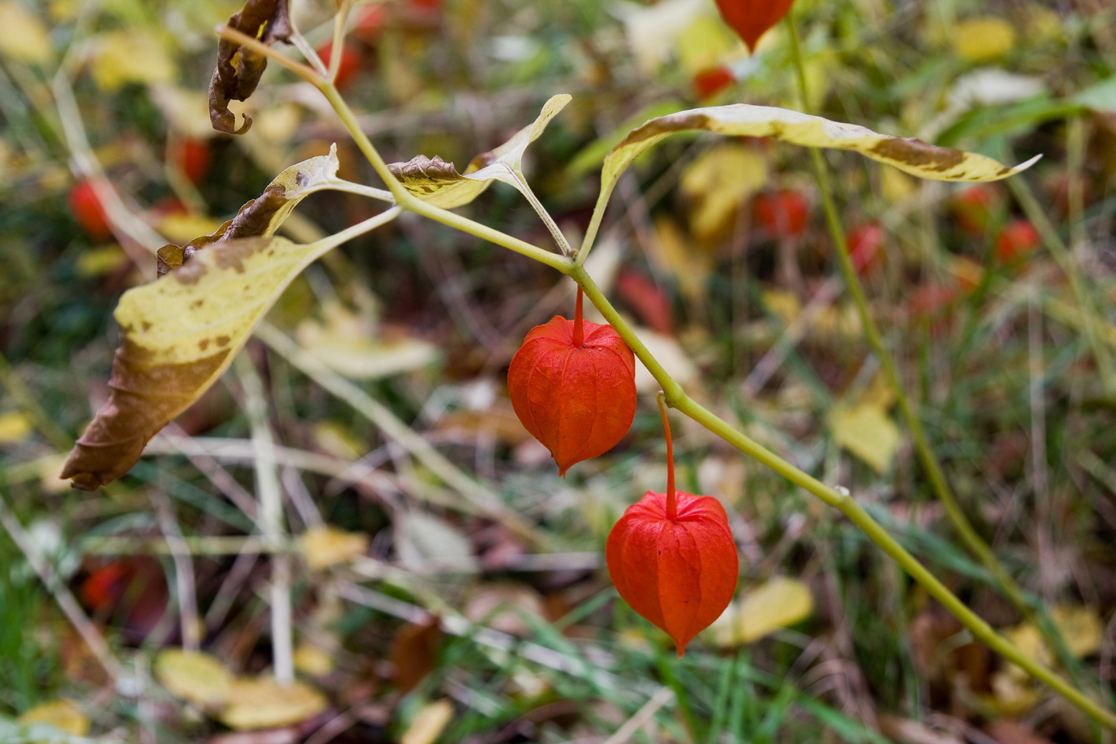 liście i kielichy owoców miechunki jesienią w Mogilanach