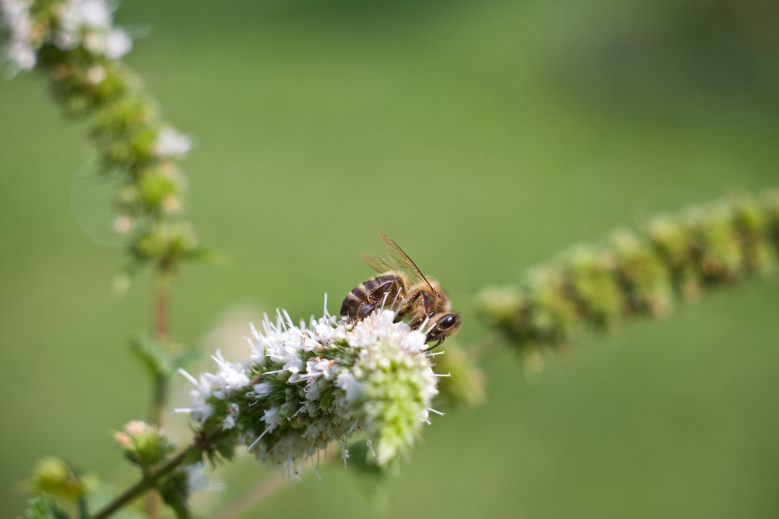 pszczoła na kwiecie mięty