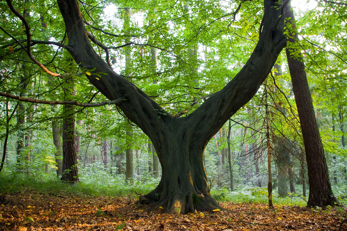 Drzewo w Lasie Bronaczowa na granicy Mogilan i Ggłogoczowa