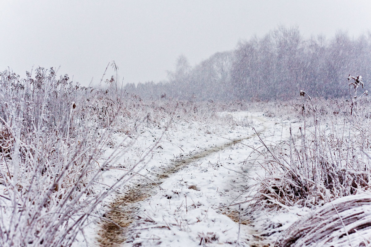 Opady śniegu w mogilańskim lasku Jaworowa koło Działów 