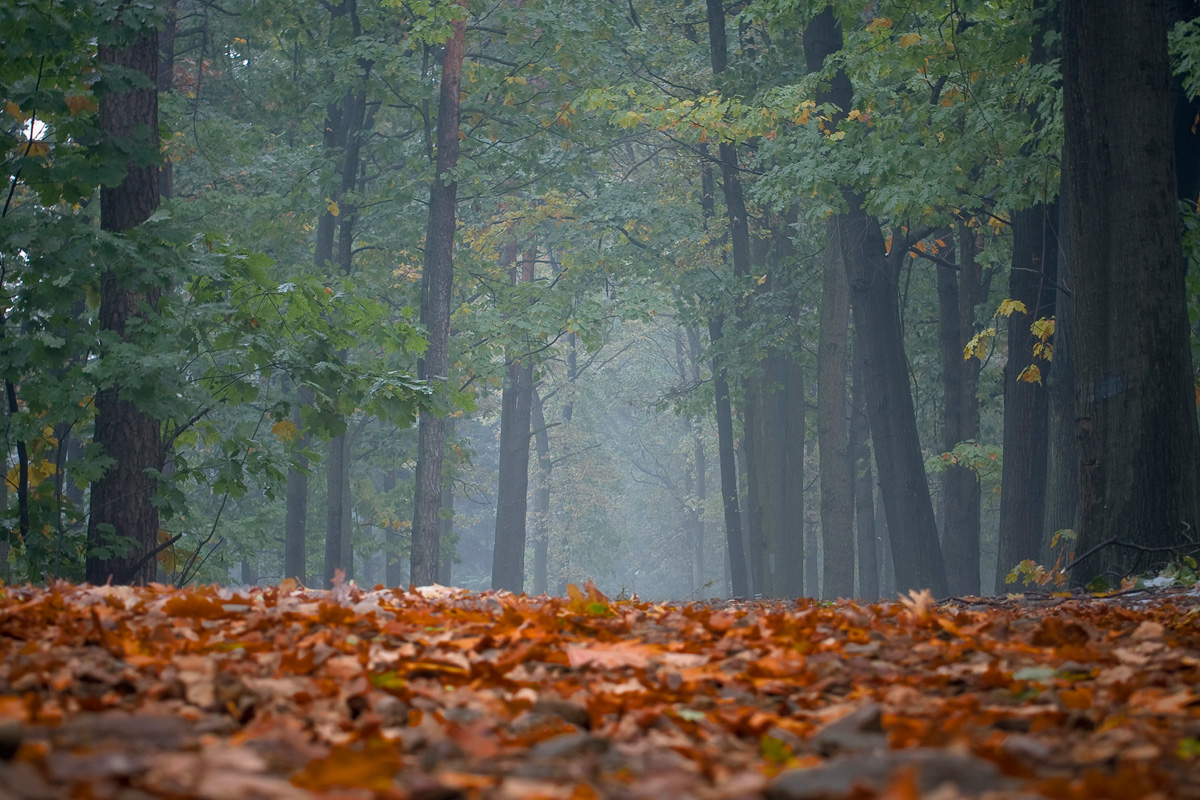 kasztanowce w mogilańskim Lesie Pańskim jesienią