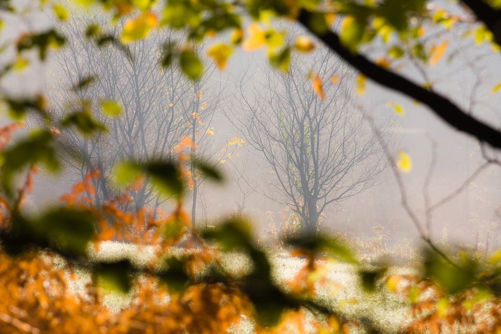 poranna mgła z rosą w Mogilanach na jesień