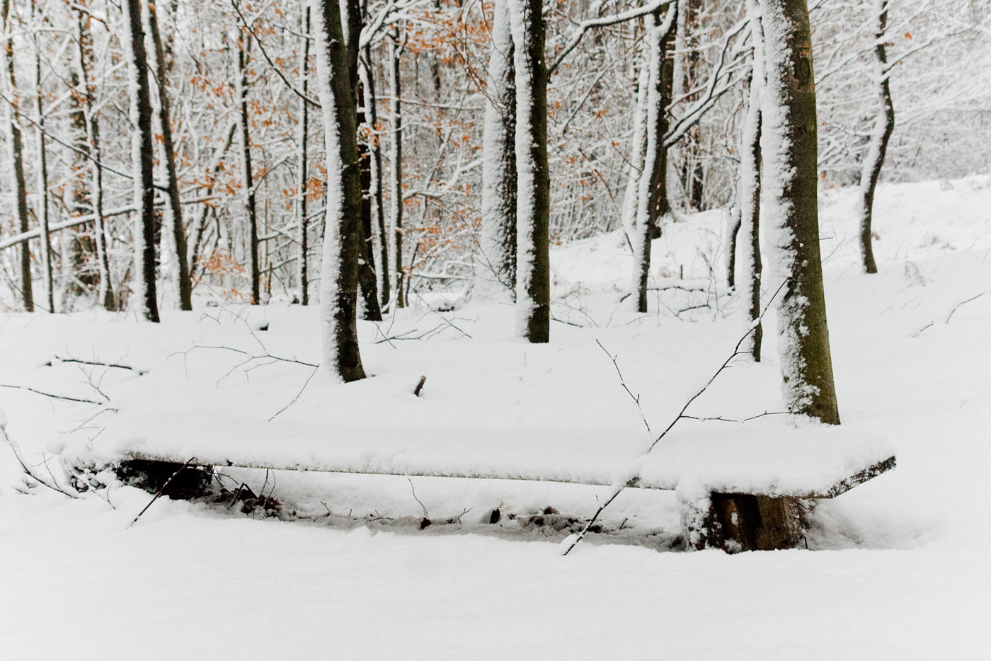 ławka zimą w lesie Bronaczowa od strony Mogilan